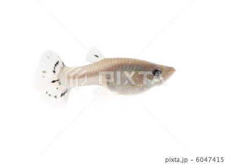 グッピー　メス 6047415