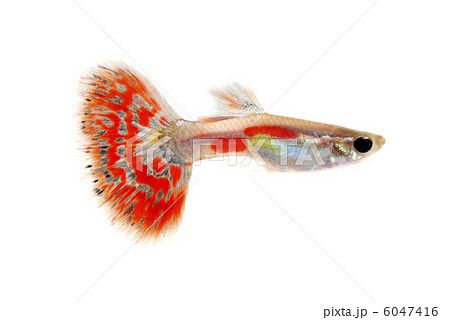 グッピー　オス 6047416