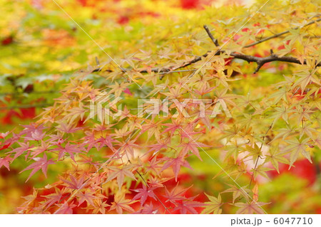 紅葉 彩り 紅葉 彩り 6047710