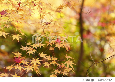 紅葉　和み 6047742