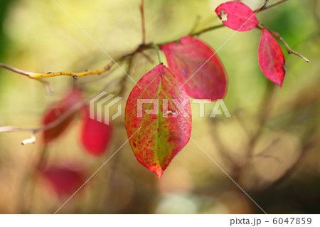 ブルーベリーの紅葉 6047859