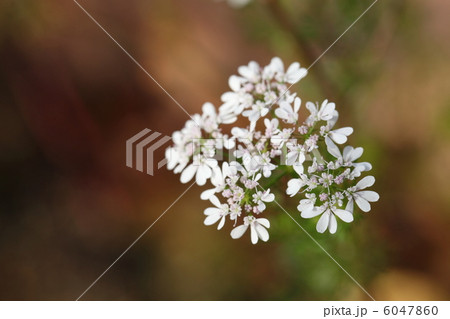 コリアンダーの花 6047860