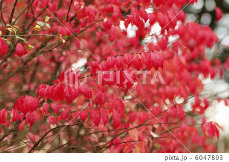 紅葉　ニシキギ 6047893