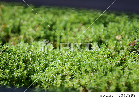 セダム・セクサングラーレ和名は六条万年草。小さな葉です。 6047898