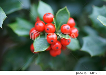 矢羽柊黐ヤバネヒイラギモチの真っ赤な実。 6047936