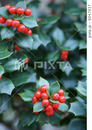矢羽柊黐ヤバネヒイラギモチの真っ赤な実。 矢羽柊黐ヤバネヒイラギモチの真っ赤な実。 6047937