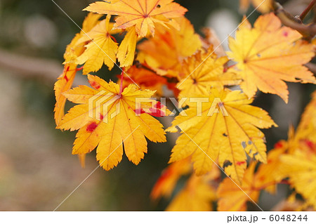 紅葉 イタヤカエデの写真素材