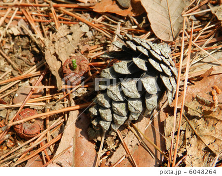 松ぼっくり 6048264