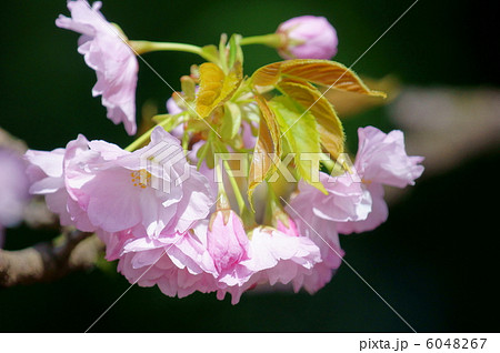 八重里桜　またの名をボタン桜と申します。 6048267