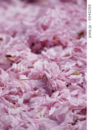 桜の花のカーペット　良い香りです。 6048268