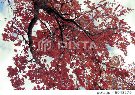 モミジバフウの綾錦（玉島の森） 6048279