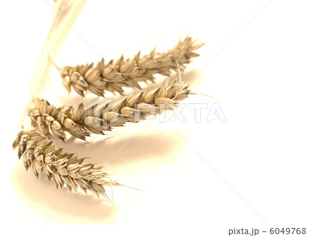 Wheat Wheat 6049768
