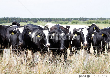 Cows 6050685