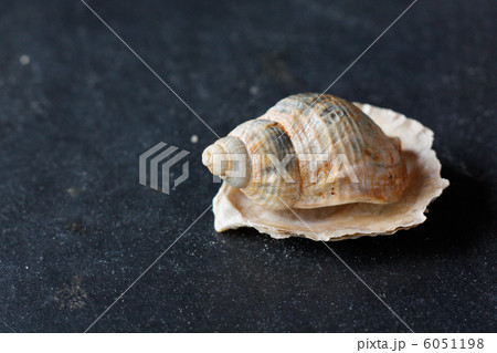 Seashells 6051198
