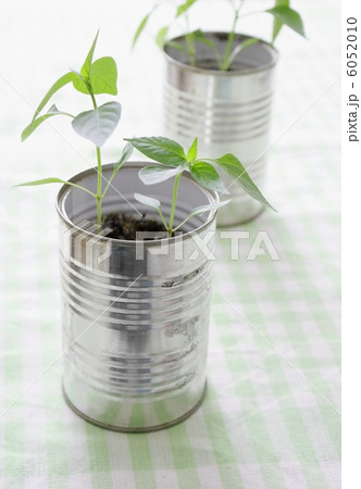 A small plant in a tin can 6052010