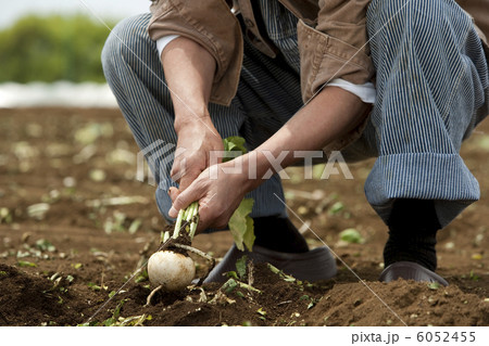 畑からカブを収穫する男性の手元 6052455