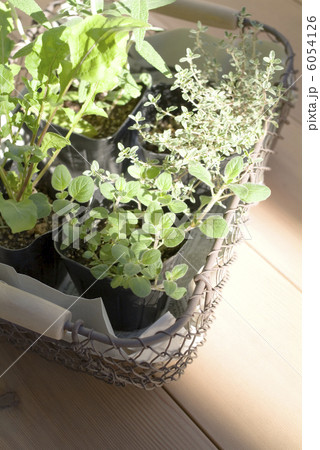 ハーブの苗 ハーブの苗 6054126