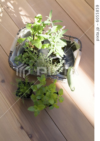 ハーブの苗 ハーブの苗 6055859