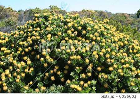 世界遺産の植物群 6056603