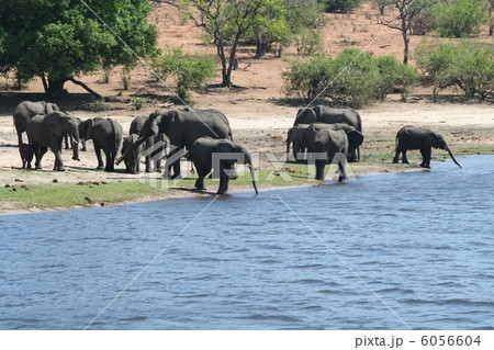 野生のゾウの群れ 野生のゾウの群れ 6056604