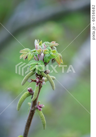 鬼胡桃の花 まだ蕾なのかな? 鬼胡桃の花 まだ蕾なのかな? 6056682