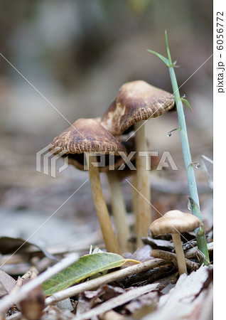 一夜茸 木の子と竹の子の背比べ。 一夜茸 木の子と竹の子の背比べ。 6056772