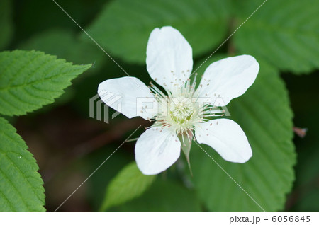 草苺　別名　早稲苺（わせいちご）です。 6056845