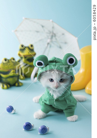 レインコートを着て座るラグドール 6058429