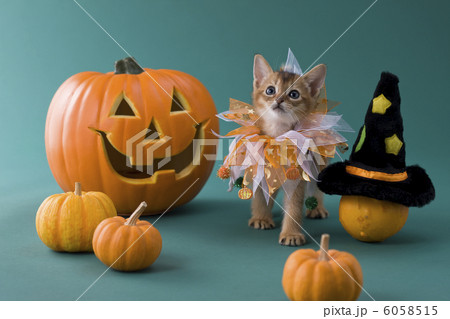 ハロウィンの衣装を着て立つアビシニアン 6058515