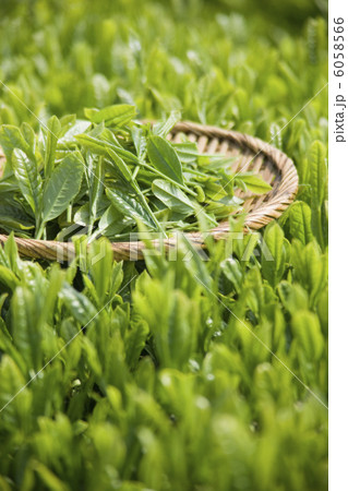 茶畑と茶葉 6058566