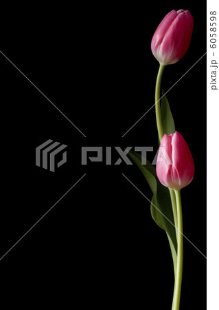 チューリップ 6058598