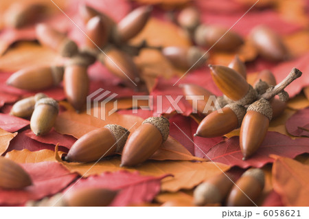 どんぐりと赤と黄色の葉 6058621