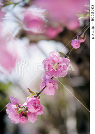 桃の花 桃の花 6058638