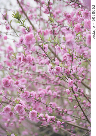 桃の花 6058662