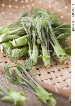 こしあぶら 6058691