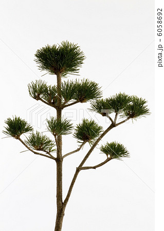 マツ マツ 6058692