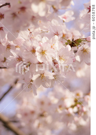 桜の花 6058768