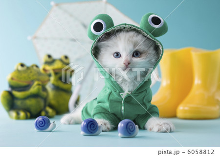 レインコートを着て伏せるラグドール 6058812
