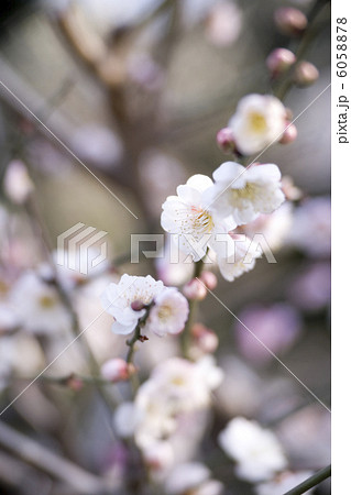 梅の花 6058878