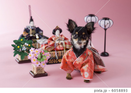チワワのひな祭りイメージ チワワのひな祭りイメージ 6058893
