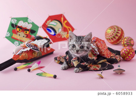 アメリカンショートヘアーの正月イメージ アメリカンショートヘアーの正月イメージ 6058933