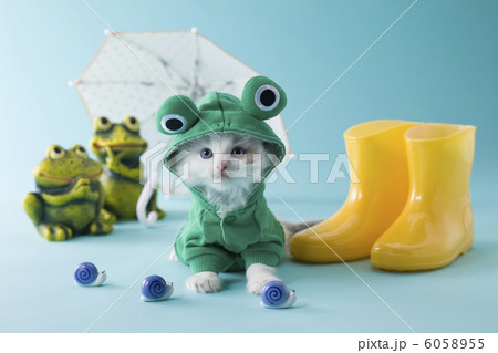 レインコートを着て座るラグドール 6058955