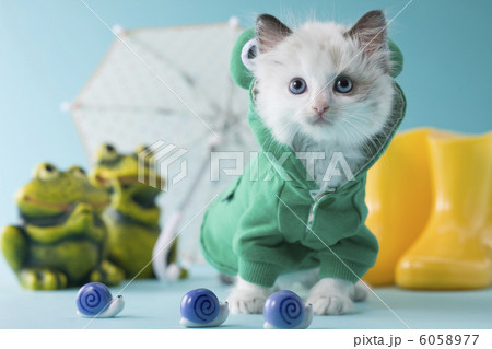 レインコートを着て立つラグドール 6058977