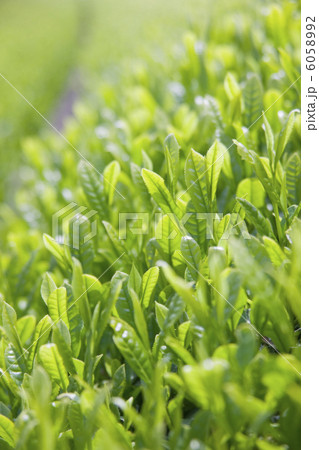 茶畑 茶畑 6058992