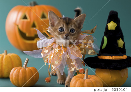 ハロウィンの衣装を着て立つアビシニアン 6059104