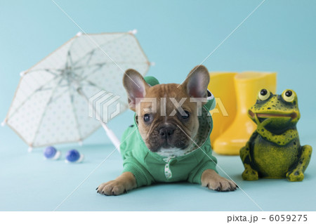 レインコートを着て伏せるフレンチブルドッグ 6059275