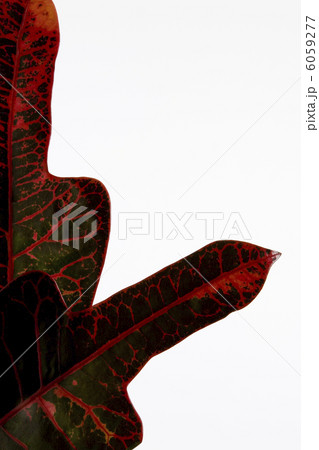 クロトン 6059277