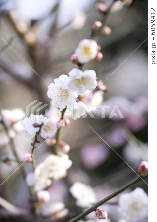 梅の花 梅の花 6059412