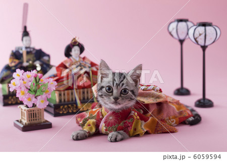アメリカンショートヘアーのひな祭りイメージ 6059594