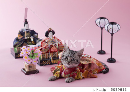 アメリカンショートヘアーのひな祭りイメージ 6059611